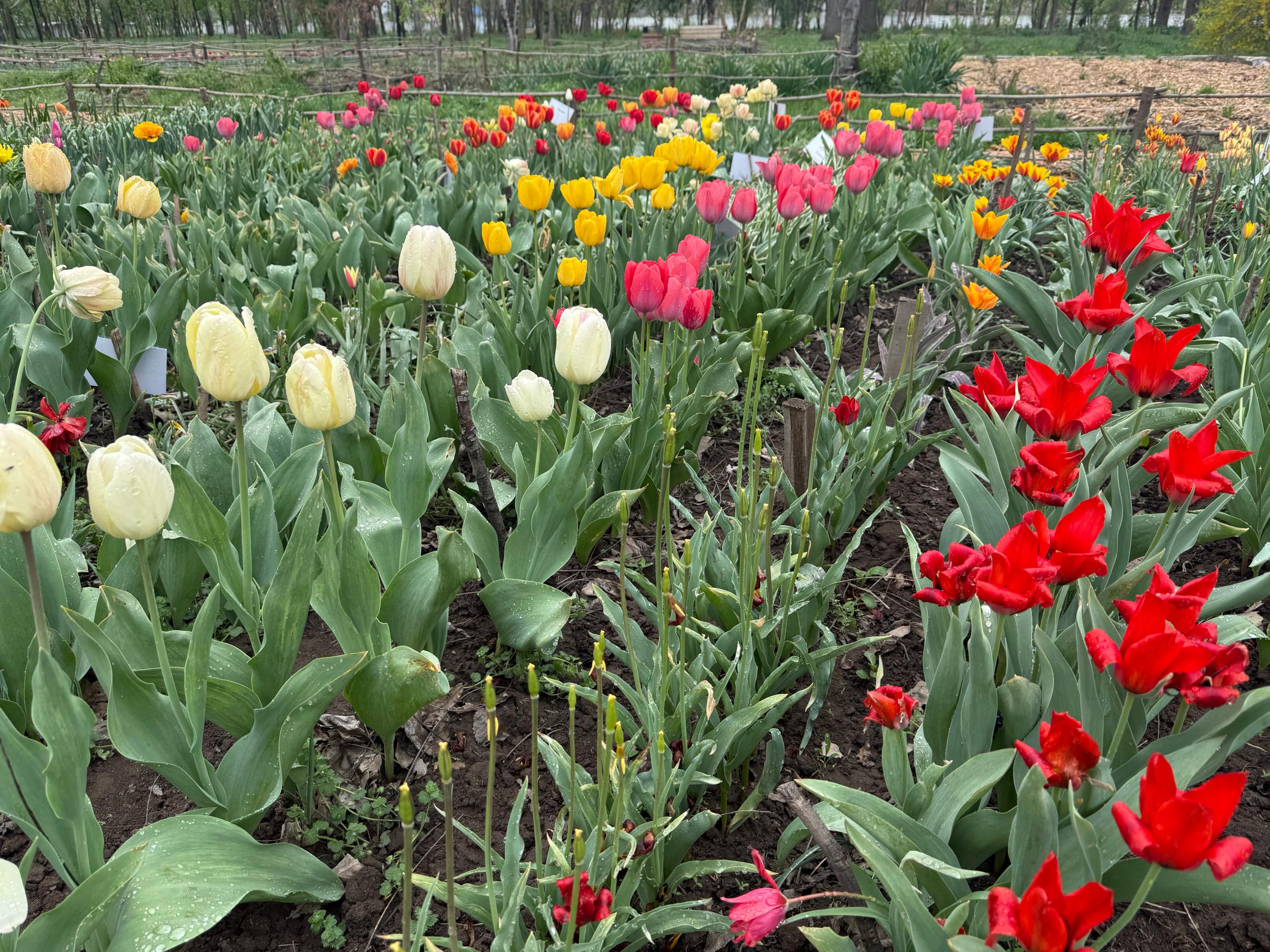 КӨЗ ЖООСУН АЛГАН ЖООГАЗЫНДАР 